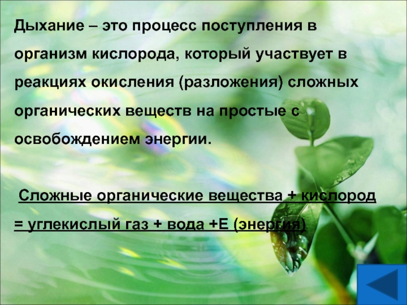 При дыхании растений энергия освобождается верно ли. Процесс дыхания. Дыхание это процесс поступления в организм. Процесс поступления кислорода в организм. Дыхание это процесс разложения органических веществ.