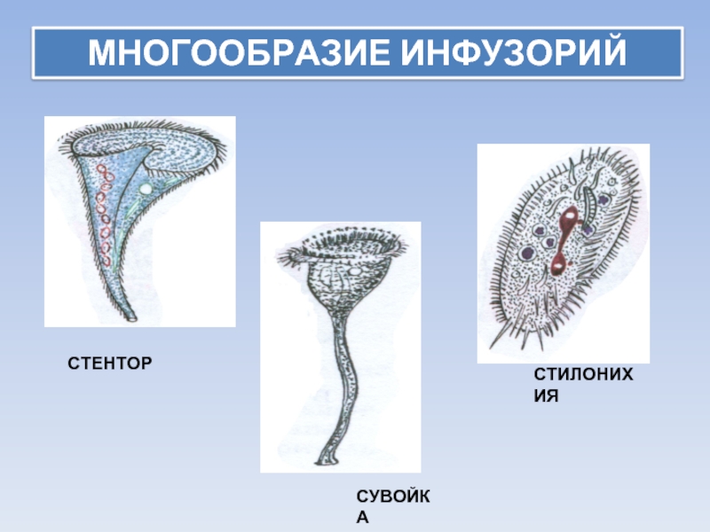 Презентация разнообразие инфузорий