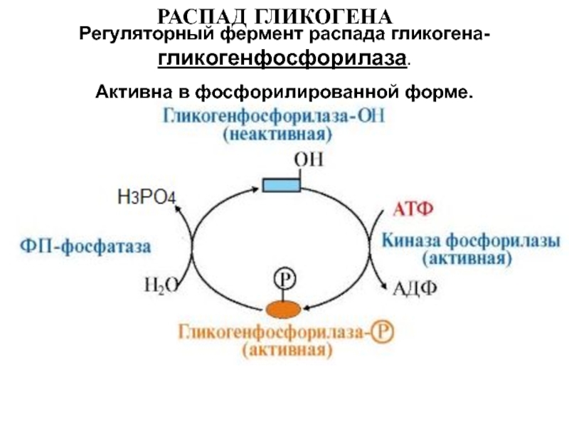 Распад фосфора. Схема распада гликогена с ферментами. Фосфорилаза гликогена. Фермент гликогенфосфорилаза. Распад гликогена.