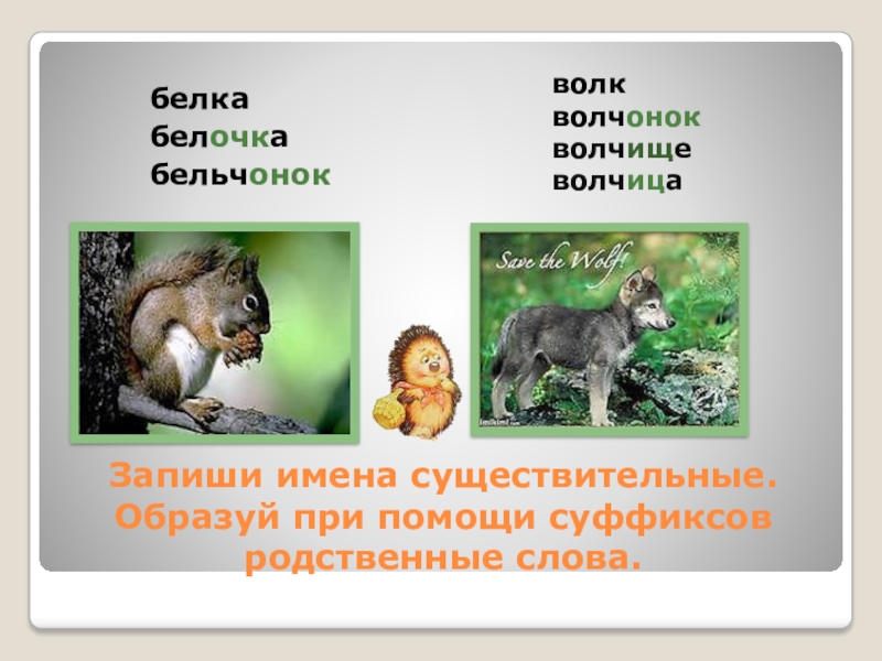 Суффикс слова волчий. Родственные слова волк. Родственные слова к слову волк. Волк родственные слова с разными суффиксами существительные. Белка с суффиксами.