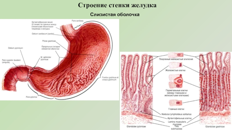 Функция оболочек желудка. Функциональная анатомия слизистой оболочки желудка. Слои стенки желудка анатомия. Схема строения стенки желудка. Строение стенки желудка.