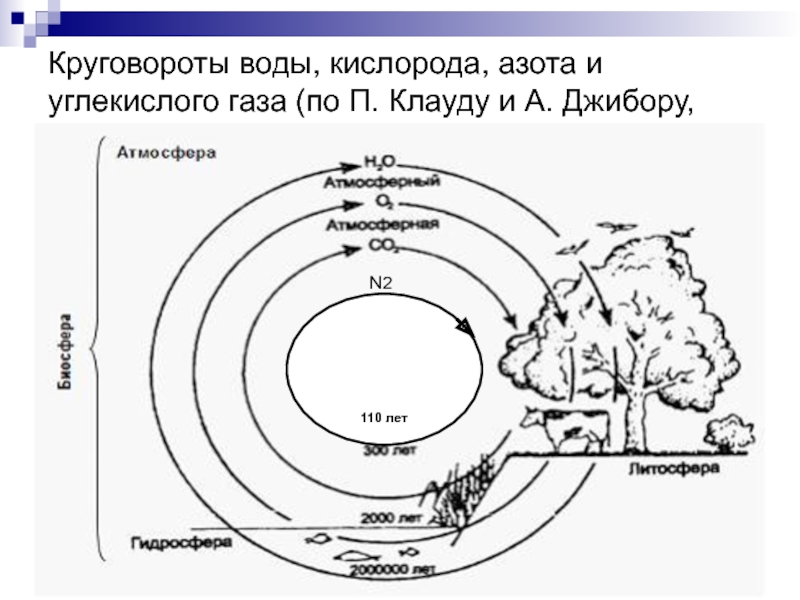 Круговорот кислорода в природе схема рисунок