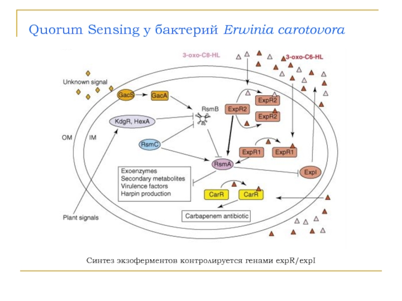 Кворум это. Чувство кворума Quorum Sensing. Quorum Sensing микроорганизмов. Понятие Quorum Sensing микробиология. Чувство кворума у микроорганизмов.