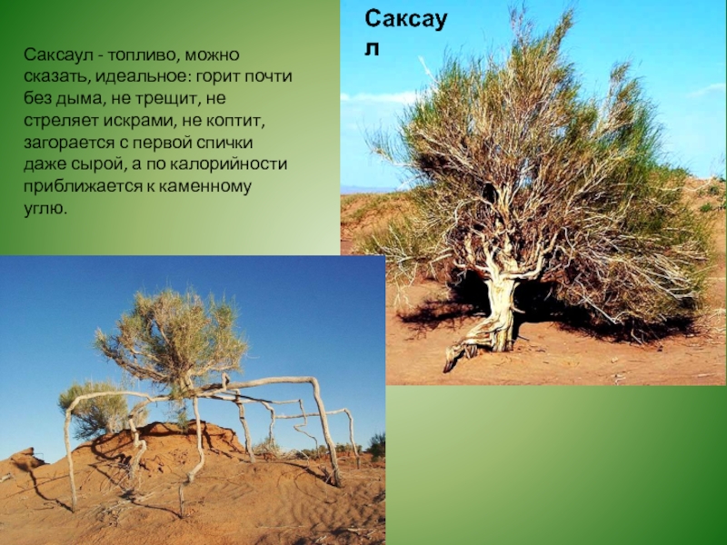 Саксаул природная зона обитания. Саксаул в Туркмении. Саксаул фото и описание. Сообщение о саксауле. Где обитает саксаул.