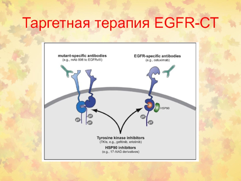 Презентация таргетная терапия