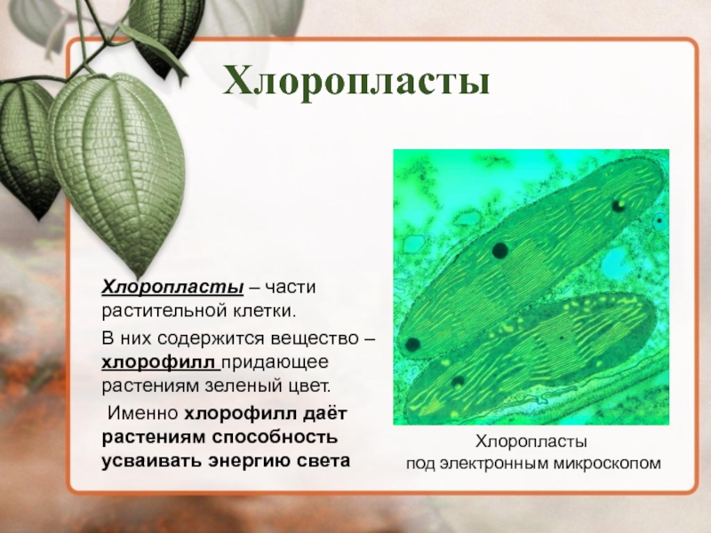 Растительный пигмент хлорофилл. Хлоромопласт хлорофилы хлоропласты. Хлорофилл пигмент хлоропластов. Хлорофилл в клетках растения. Хлорофилл в хлоропластах.