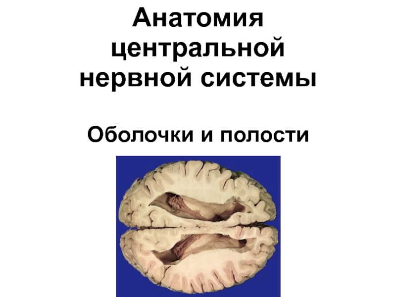 Анатомия центральной нервной системы Оболочки и полости