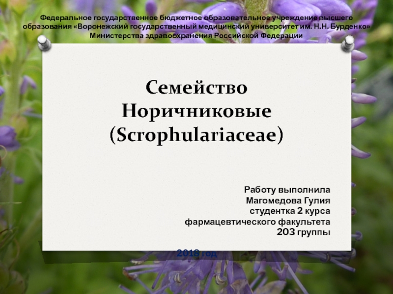 Семейство Норичниковые ( Scrophulariaceae )