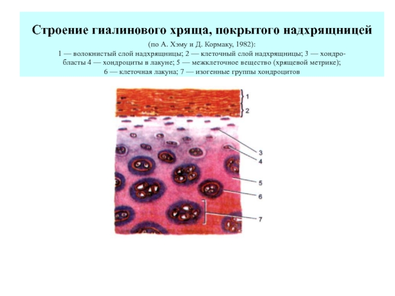 Гиалиновый хрящ рисунок