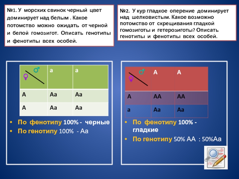 Какое потомство можно. Решение задачи у морских свинок черная окраска. У морских свинок черная окраска шерсти доминирует над белой. У многих морских свинок черная шерсть доминирует над белой. У морских свинок черная окраска шерсти.