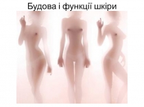 Будова і функції шкіри