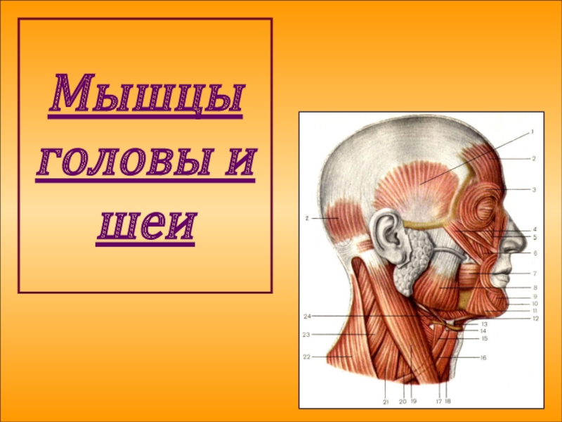 Мышцы головы и шеи