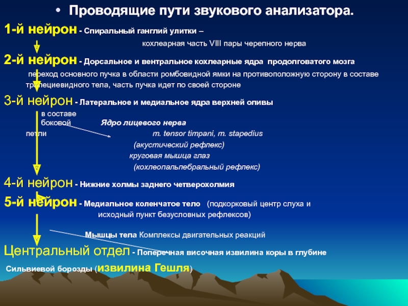 Звуковые пути. Проводящие пути звукового анализатора. Нейроны слухового анализатора. Первый Нейрон слухового анализатора. Проводящие пути слухового анализатора Нейроны.