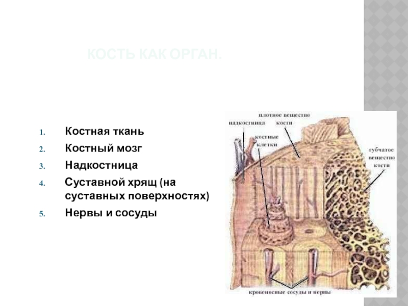 Признаки надкостницы