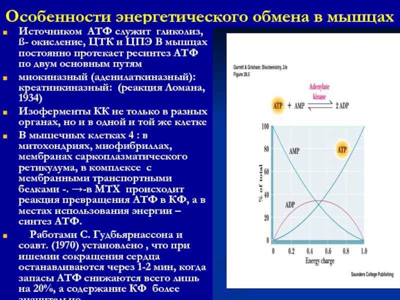 Биохимия мышц презентация