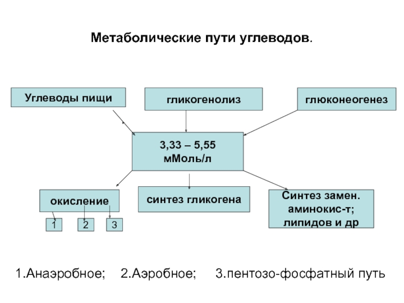 Энергетический обмен углеводов