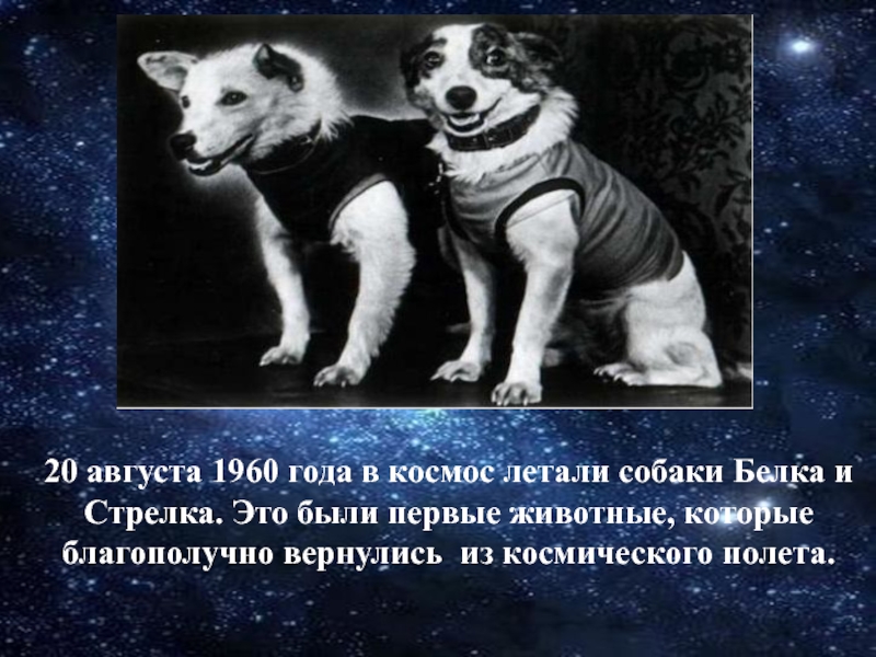 Фотки белки и стрелки. Собаки которые летали в космос белка и стрелка. 20 Августа 1960 года в космос летали собаки белка и стрелка. Гагарин и белка и стрелка. Первые космонавты белка и стрелка для детей.