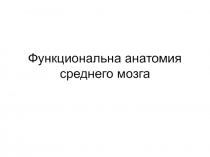 Функциональна анатомия среднего мозга 