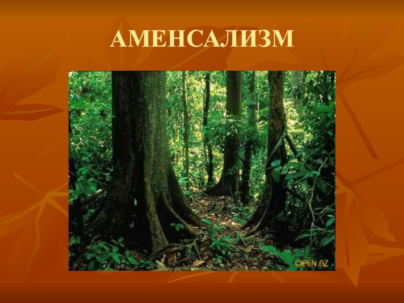 Аменсализм. Аменсализм микроорганизмов. Аменсализм это в экологии. Аменсализм у растений.