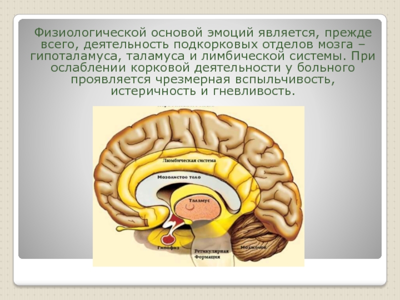 Лимбическая структура мозга. Обонятельный мозг и лимбическая система. Функция лимбической системы головного мозга. Лимбическая система мозга анатомия.
