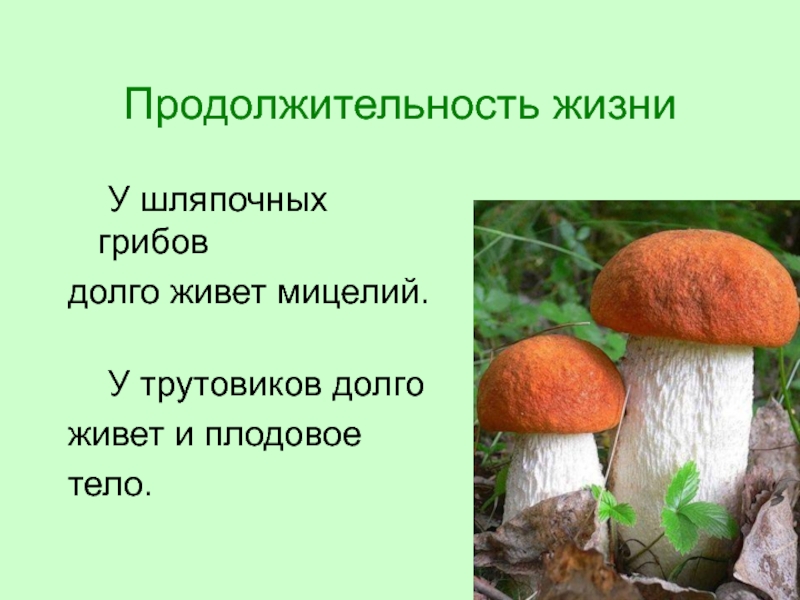 Подосиновик относится к шляпочным грибам. Царство грибов Шляпочные. Доклад Шляпочные грибы. Плодовое тело шляпочного гриба.