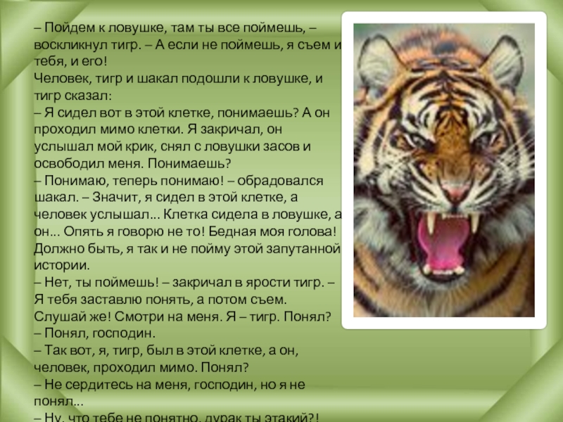 Годы после тигра. Статус тигр. Тигр отношения с человеком. Какую пользу приносит тигр. Опасность тигра для человека.