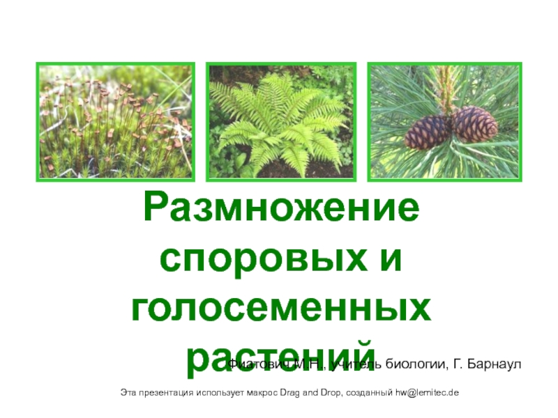 Размножение споровых и голосеменных растений 6 класс