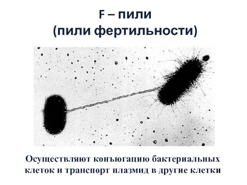 Фимбрии бактерий картинки