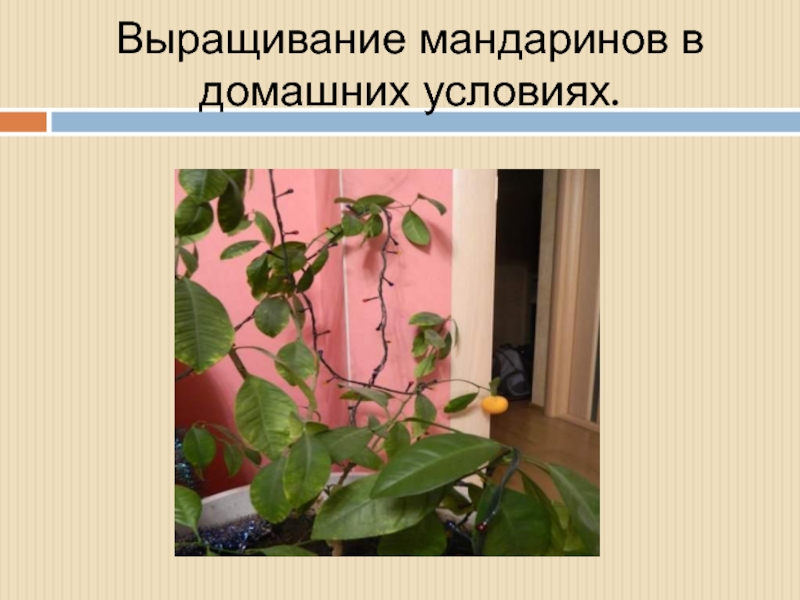 Выращивание мандаринов в домашних условиях 2 класс