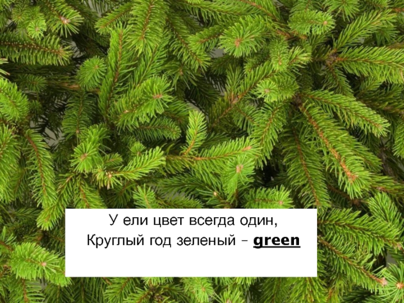 Зеленый цвет ели
