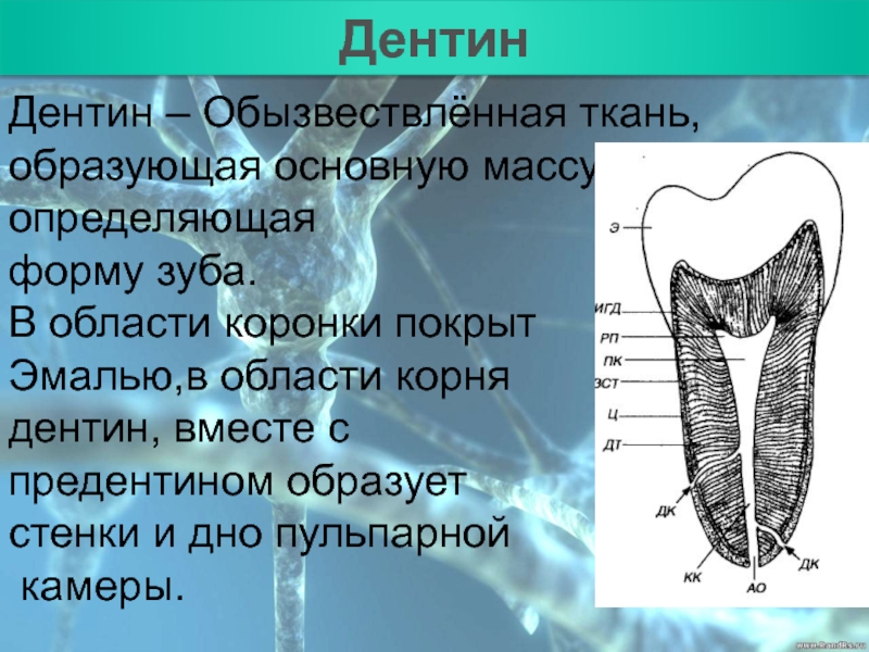 Материал образующие. Ткани образующие зуб.