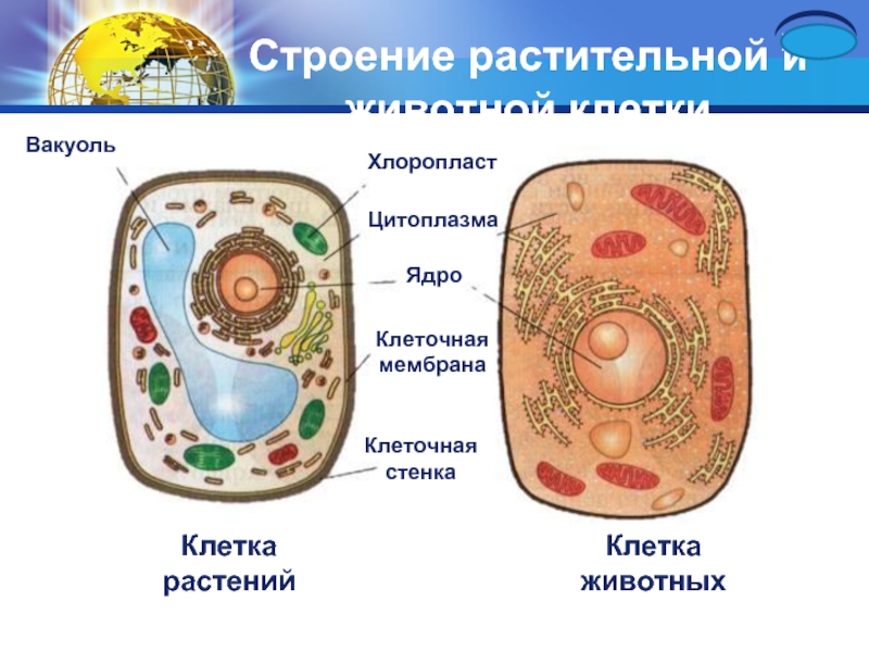 Проект по биологии 5 класс строение клетки