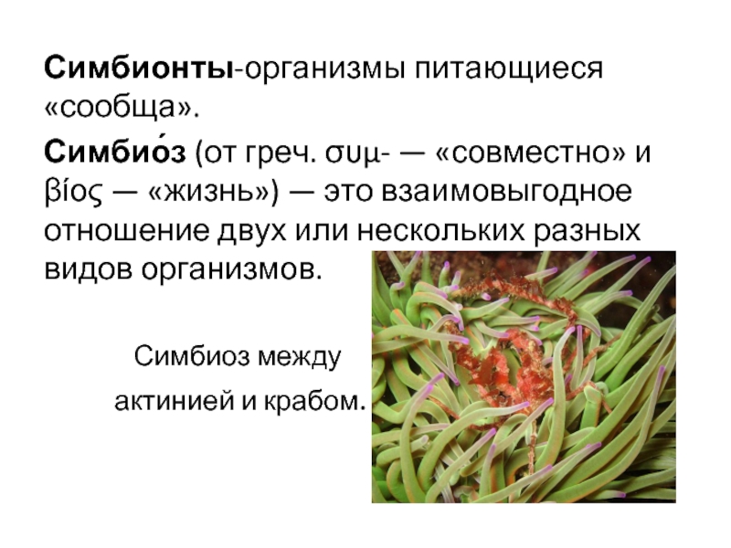 Симбиотические организмы. Симбионты. Симбионты это в биологии. Симбионты питание. Симбионты в организменной среде.