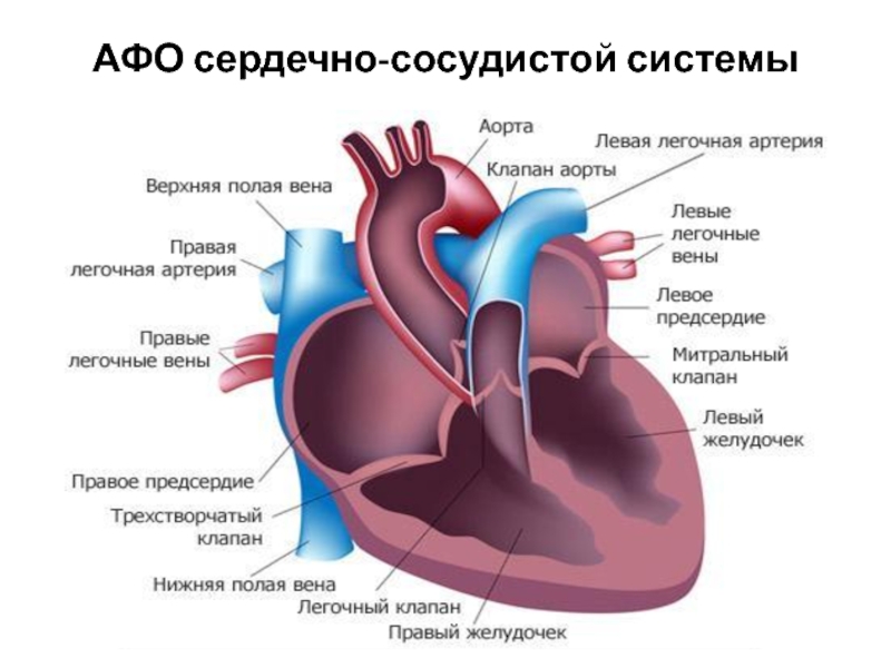 АФО сердечно-сосудистой системы