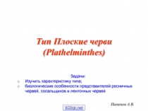 Тип Плоские черви (Plathelminthes)