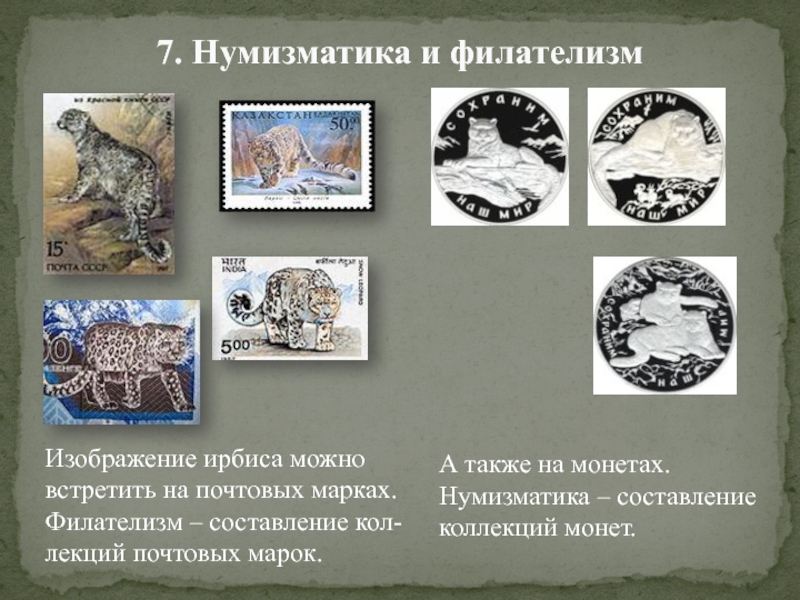 Урок цифры поиск снежного барса ответы. Снежный Барс и дракон Общие признаки. Найди снежного Барса на картинке задача. Какими рисунками в древности обозначали ирбиса. Филателизм.