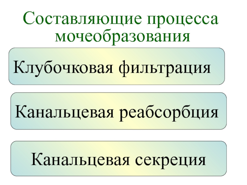 Составляющие процесса. Теория мочеобразования.