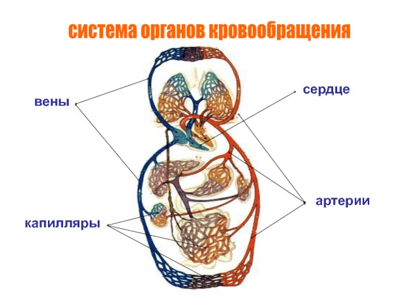Органы кровообращения. Сосудистая система, её строение и функции система органов кровообращениясердцеартериивеныкапилляры система органов кровообращениясердцеартериивеныкапилляры