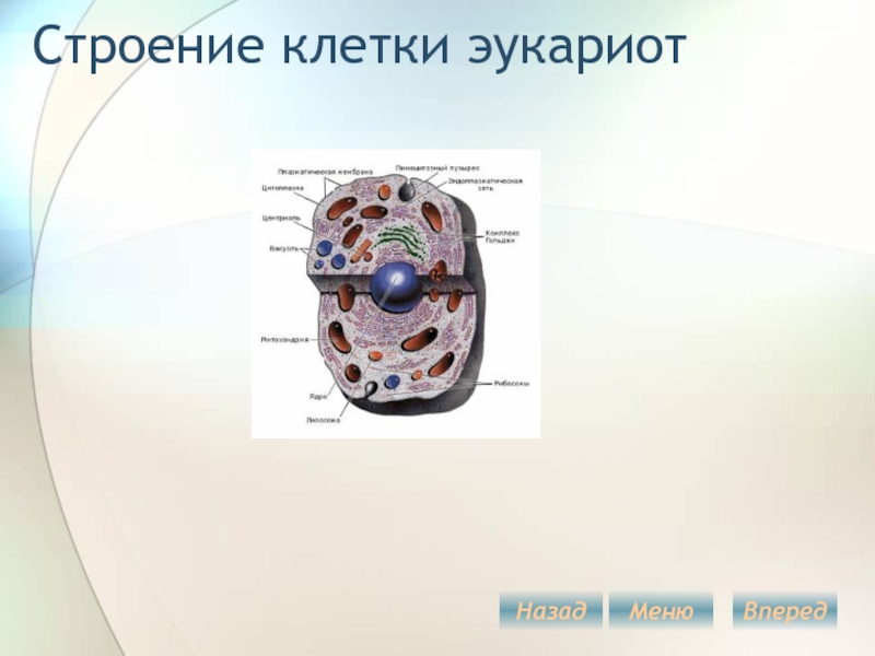 Строение ядра эукариотической клетки презентация 10 класс