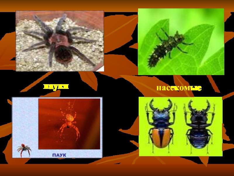 Установи соответствие между паукообразными и насекомыми. Отличие пауков от насекомых. Паук относится к насекомым. Пауки не насекомые. Паук относится к насекомым или нет.