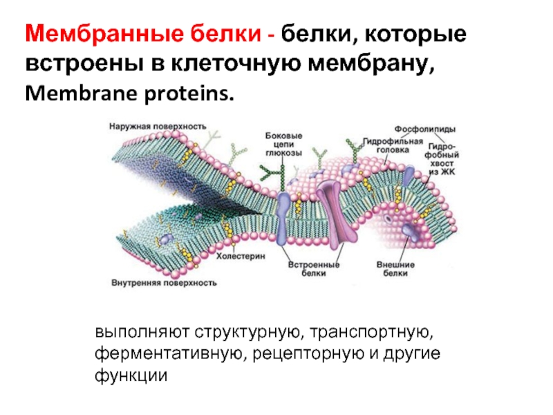 Какие функции выполняют белки мембран