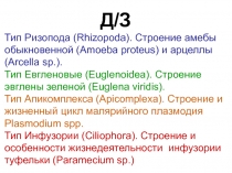 Д / З
Тип Ризопода (Rhizopoda). Строение амебы обыкновенной (Amoeba proteus) и
