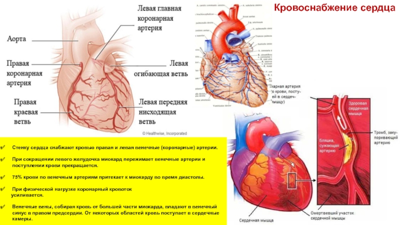 Правая сердечная артерия. Кровоснабжение сердца коронарные артерии стенки. Венечные (коронарные) сосуды снабжают кровью. Артерии кровоснабжающие миокард сердца. Правая и левая коронарные артерии сердца.