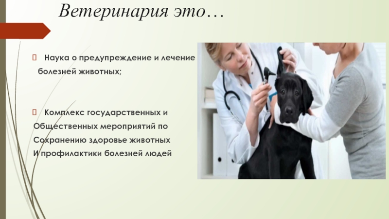 презентация на тему ветеринар