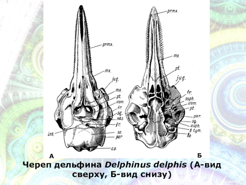 Изучите строение черепа млекопитающего. Череп млекопитающих. Строение черепа млекопитающих. Строение черепа дельфина. Череп млекопитающего снизу.