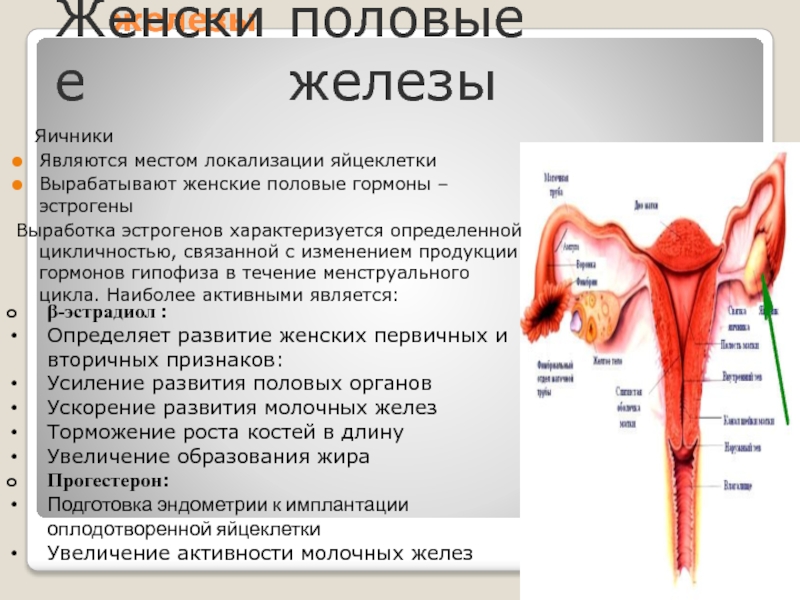 Железа женские органы. Половые железы. В женских половых железах. Железы женской половой системы. Женская половая железа.