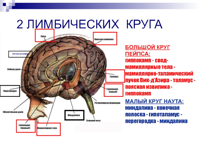 Круг папеца. Круг Наута лимбической системы. Круг Пейпеца лимбическая система. Малый круг лимбической системы. Большой лимбический круг Пейпеца.