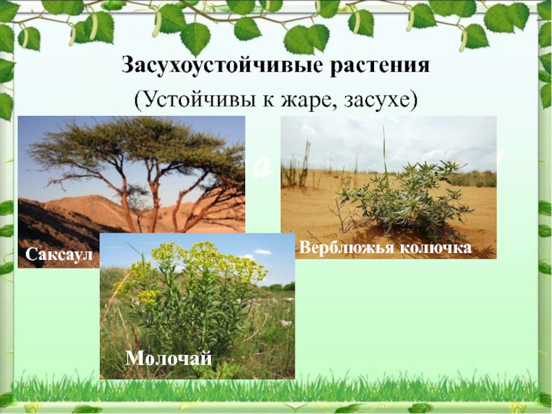 Растения влаголюбивые и засухоустойчивые 2 класс презентация