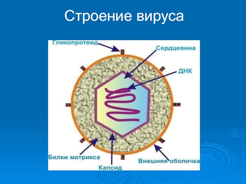 Есть ли у вирусов клетки. Вирусная клетка строение рисунок. Строение вируса ЕГЭ биология. Схема строения вируса биология. Схема строения клетки вируса.