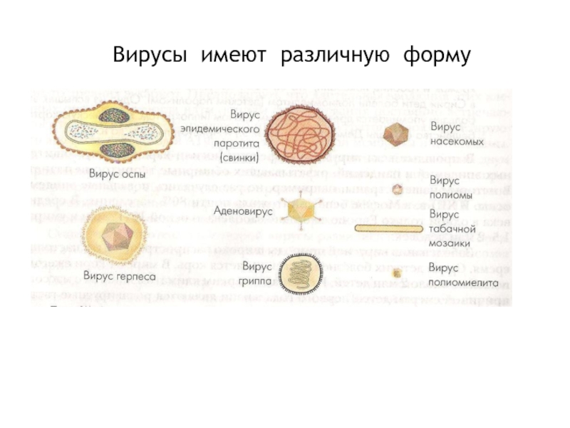 Эти вирусы различными способами внедряются в исполнимые файлы и обычно активизируются при их запуске